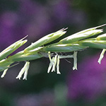 Lolium multiflorum - Vielblütiger Lolch