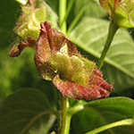 Lonicera involucrata - Immergrüne Strauch-Heckenkirsche
