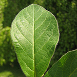 Lonicera involucrata - Immergrüne Strauch-Heckenkirsche