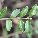 Lonicera pileata - Immergrüne Heckenkirsche