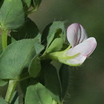 Lotus conimbricensis - Portugiesischer Hornklee