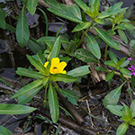 Ludwigia grandiflora - Großblütiges Heusenkraut