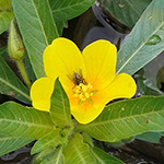 Ludwigia grandiflora - Großblütiges Heusenkraut