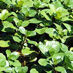 Ludwigia grandiflora - Großblütiges Heusenkraut