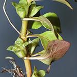 Ludwigia palustris - Sumpf-Heusenkraut