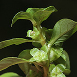 Ludwigia palustris - Sumpf-Heusenkraut