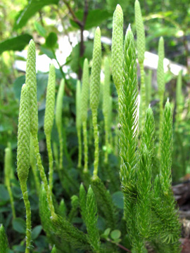 Lycopodium clavatum monostachyon