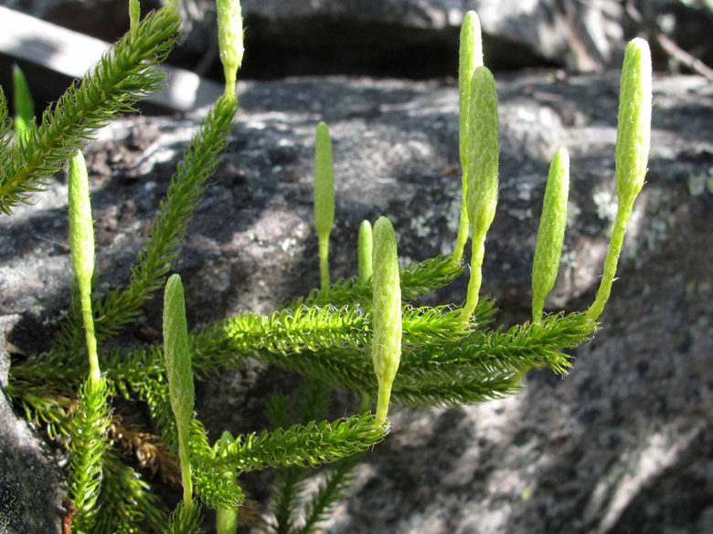 Lycopodium clavatum monostachyon