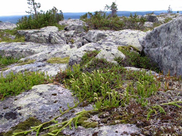 Lycopodium clavatum monostachyon