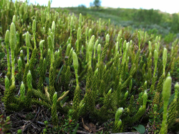 Lycopodium clavatum monostachyon