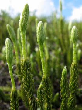 Lycopodium clavatum monostachyon