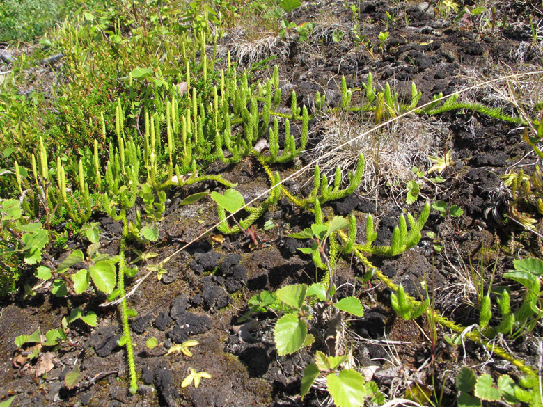 Lycopodium clavatum monostachyon