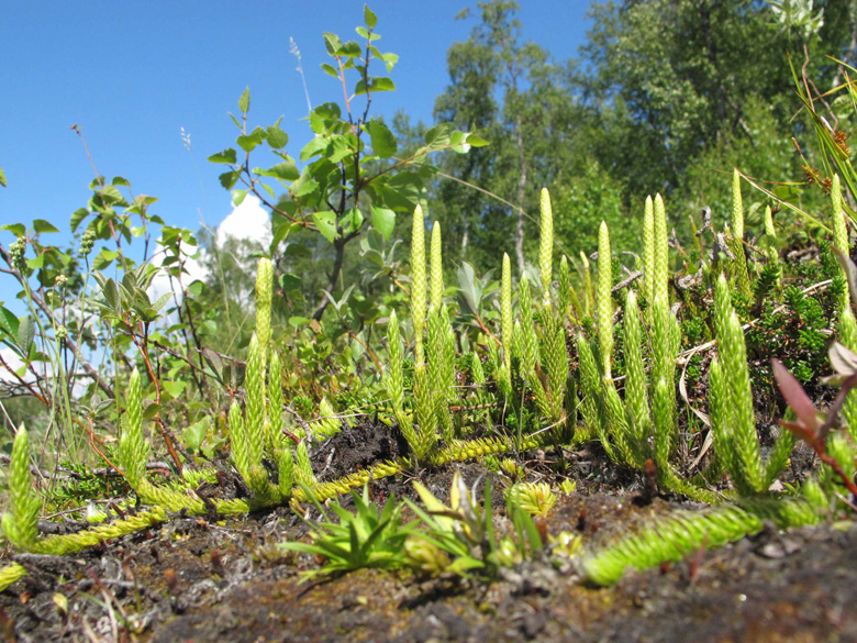Lycopodium clavatum monostachyon