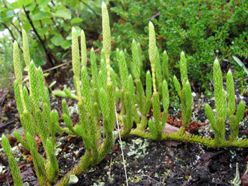 Lycopodium clavatum monostachyon