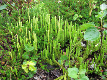 Lycopodium clavatum monostachyon