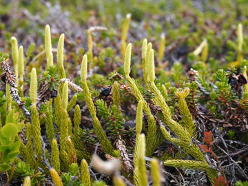 Lycopodium clavatum monostachyon