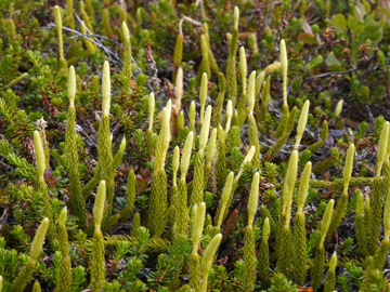 Lycopodium clavatum monostachyon