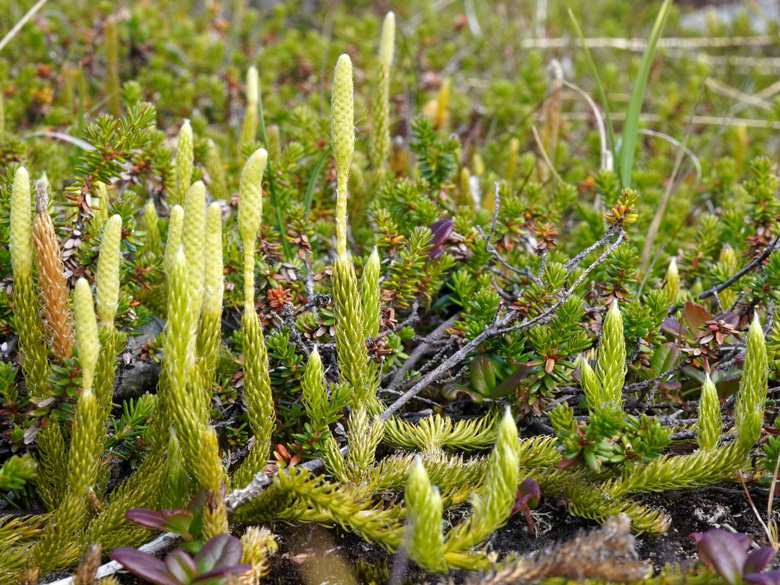 Lycopodium clavatum monostachyon