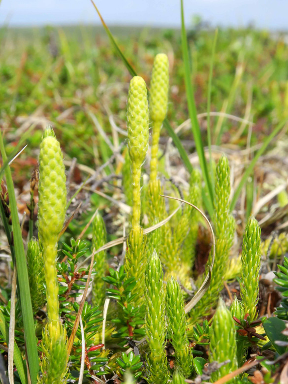 Lycopodium clavatum monostachyon