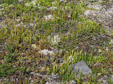Lycopodium clavatum monostachyon