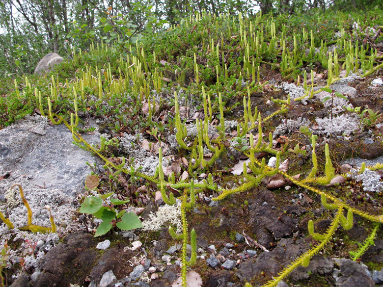 Lycopodium clavatum monostachyon