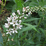 Lysimachia clethroides - Entenschnabel-Felberich