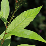Lysimachia clethroides - Entenschnabel-Felberich