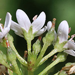 Lysimachia clethroides - Entenschnabel-Felberich