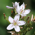 Lysimachia clethroides - Entenschnabel-Felberich