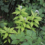 Lysimachia clethroides - Entenschnabel-Felberich