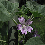 Malva multiflora - Vielblütige Malve