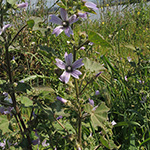 Malva multiflora - Vielblütige Malve