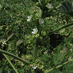 Malva parviflora - Kleinblütige Malve