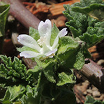 Malva parviflora - Kleinblütige Malve