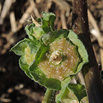 Malva parviflora - Kleinblütige Malve