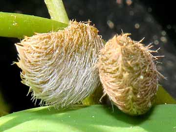 Marsilea hirsuta