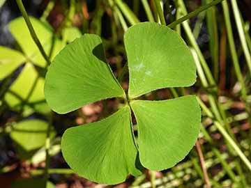 Marsilea hirsuta