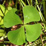 Marsilea hirsuta - Australischer Kleefarn