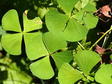 Marsilea hirsuta