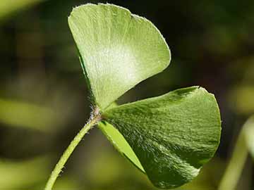 Marsilea hirsuta