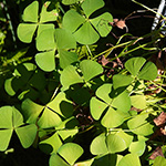 Marsilea hirsuta - Australischer Kleefarn