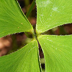 Marsilea hirsuta - Australischer Kleefarn