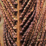 Matteuccia struthiopteris - Straußenfarn