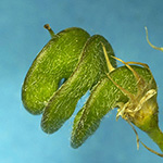 Medicago sativa - Echte Luzerne