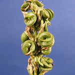 Medicago sativa - Echte Luzerne