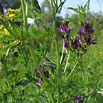 Medicago sativa - Echte Luzerne