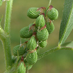Melilotus sulcatus - Gefurchter Steinklee
