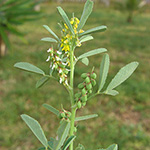 Melilotus sulcatus - Gefurchter Steinklee