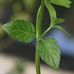 Mentha aquatica - Wasser-Minze
