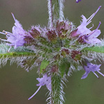 Mentha arvensis - Acker-Minze